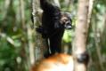 BLACK LEMURS (Eulemur macaco macaco)